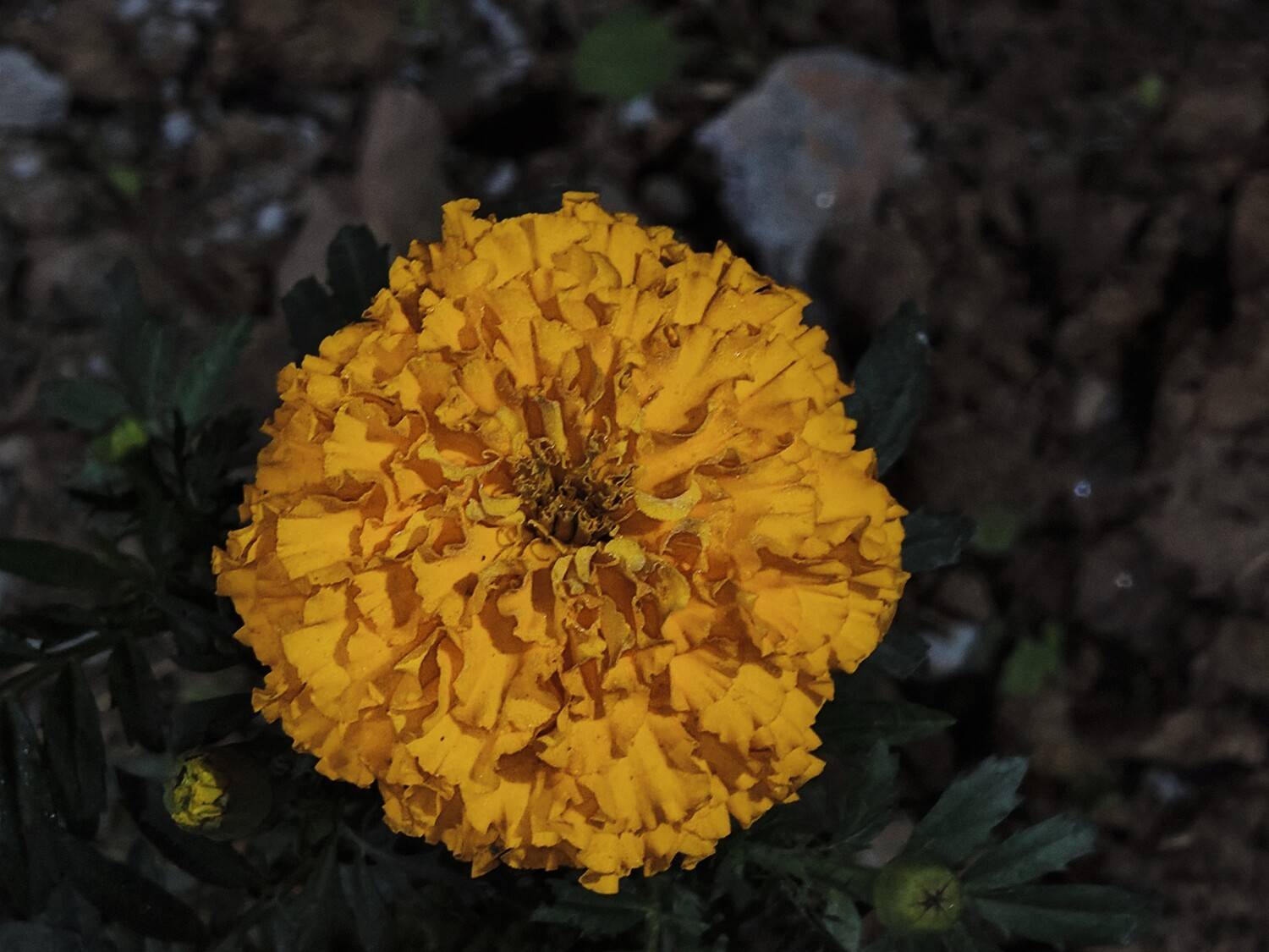 Marigold