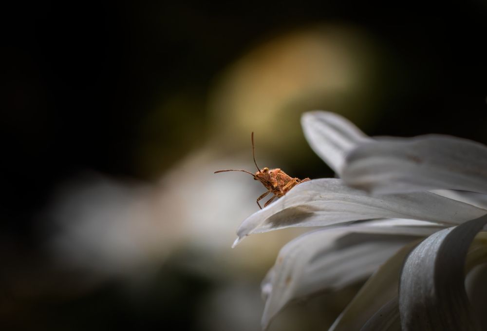 Photograph by Mahdi Reihani Bozorg