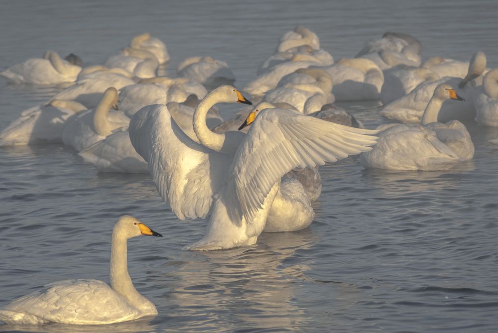 Photograph by Юрий Кухаришин