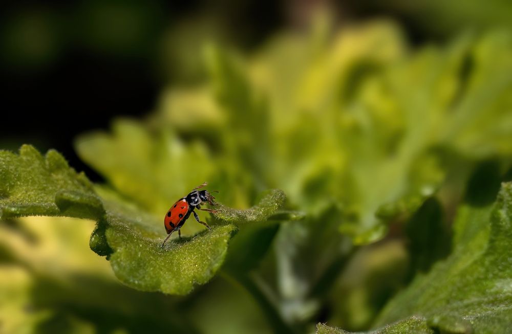Photograph by Mahdi Reihani Bozorg