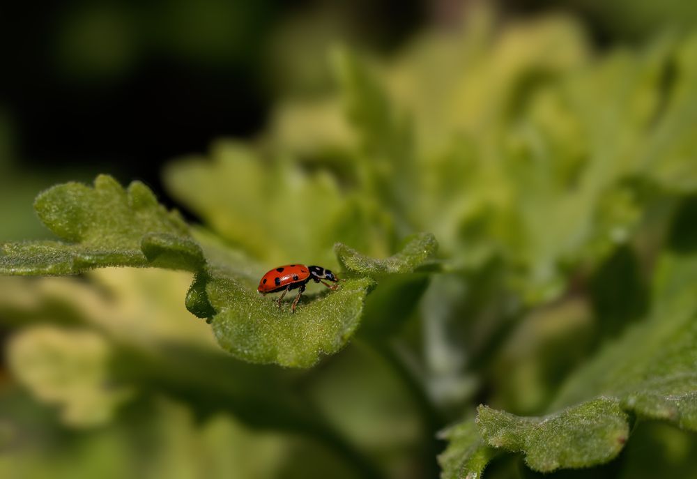 Photograph by Mahdi Reihani Bozorg