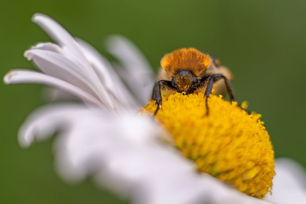 Photograph by Михаил Косолапов