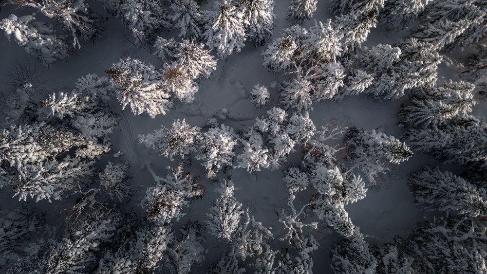 Островок сахалинской тайги