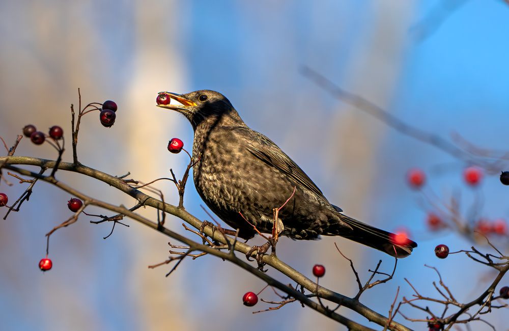 Photograph by Makarov Viktor