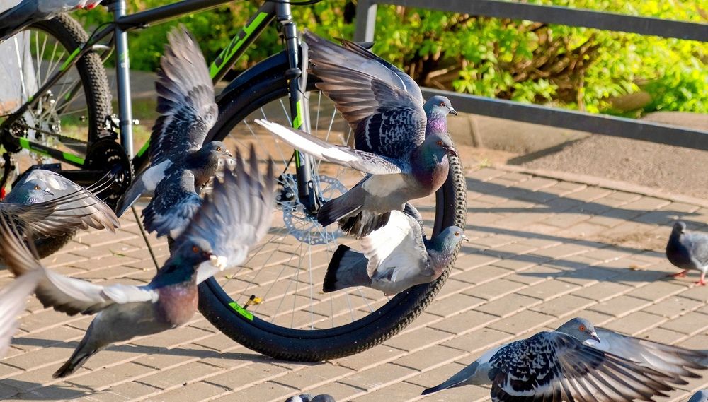 Photograph by Михаил Косолапов