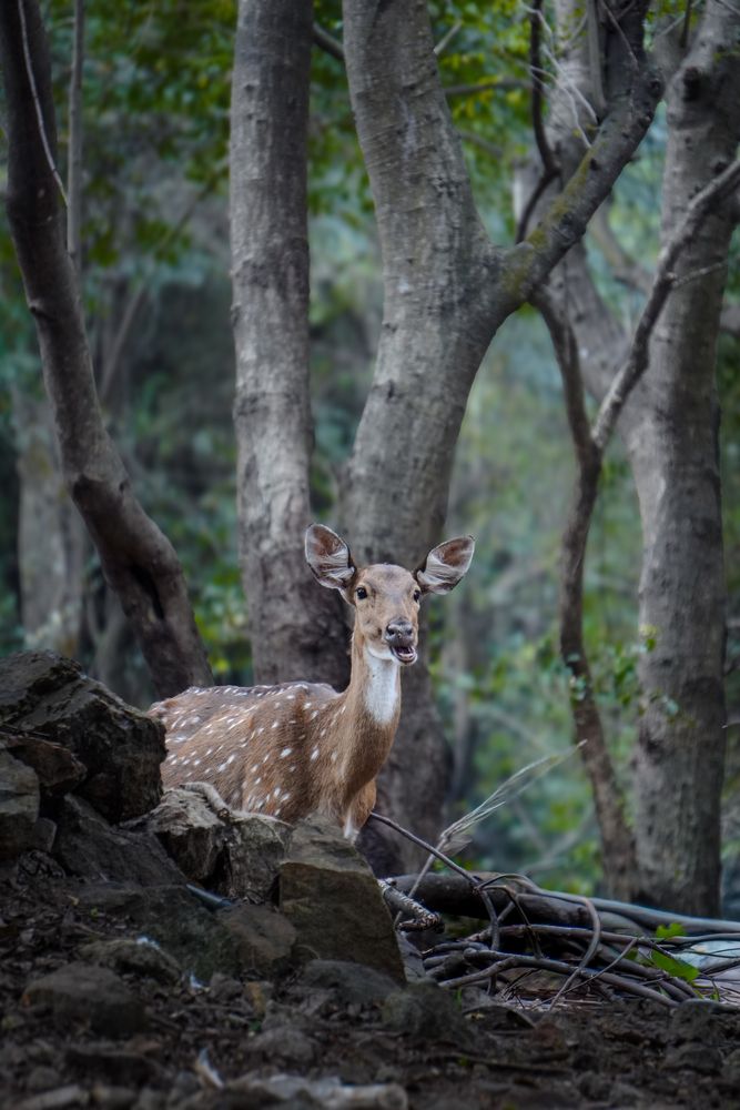 Eyes of the Quiet Forest.