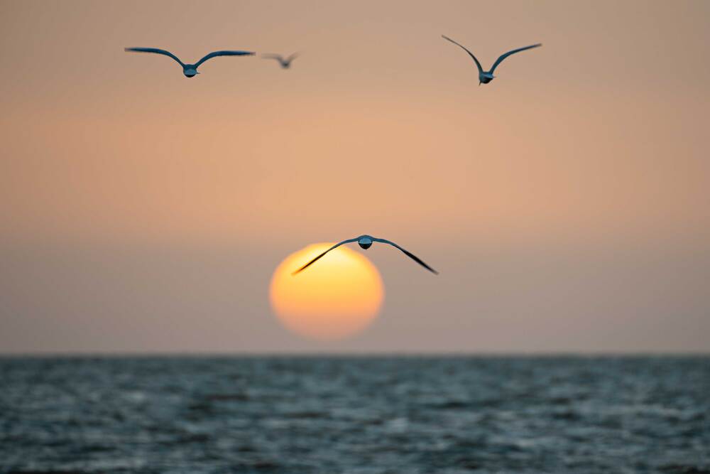 Летят птицы