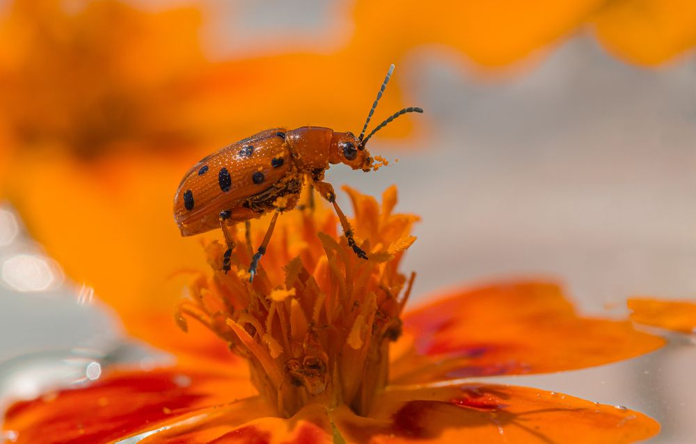 Photograph by Koledova Irina