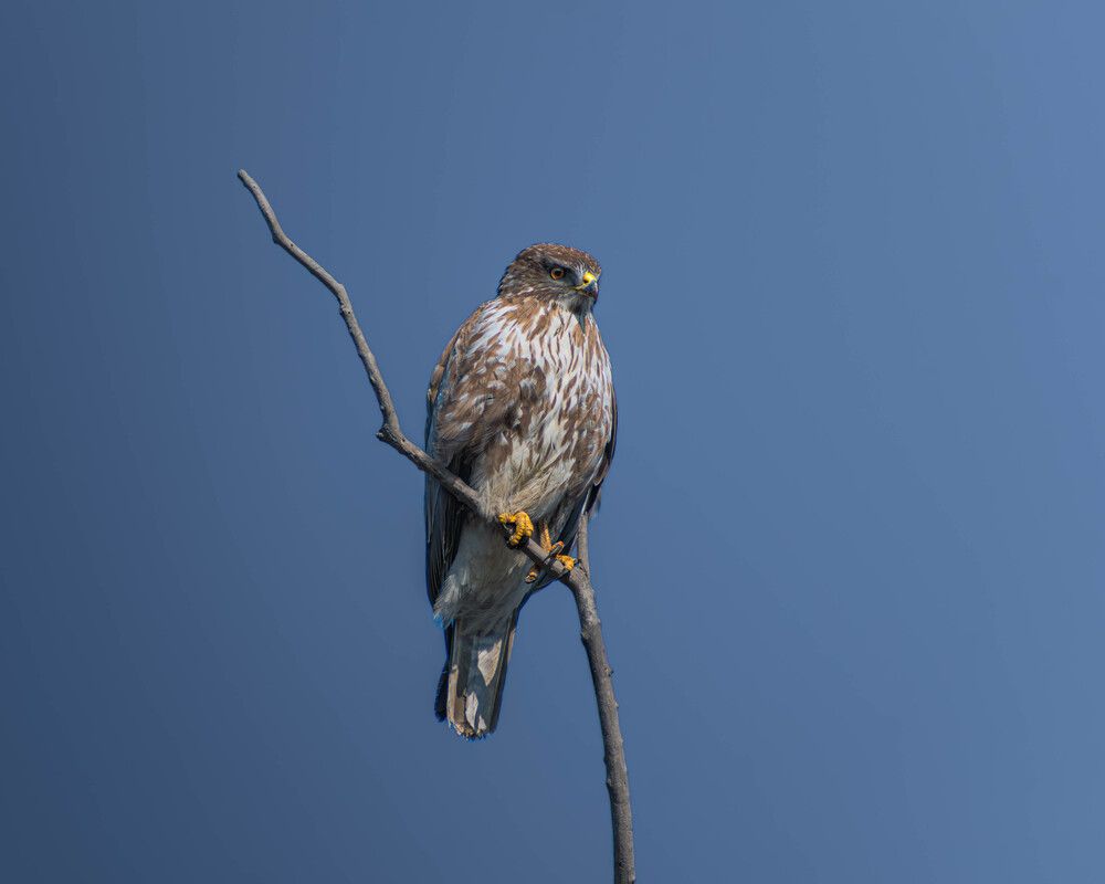 Photograph by Milan Đorđević