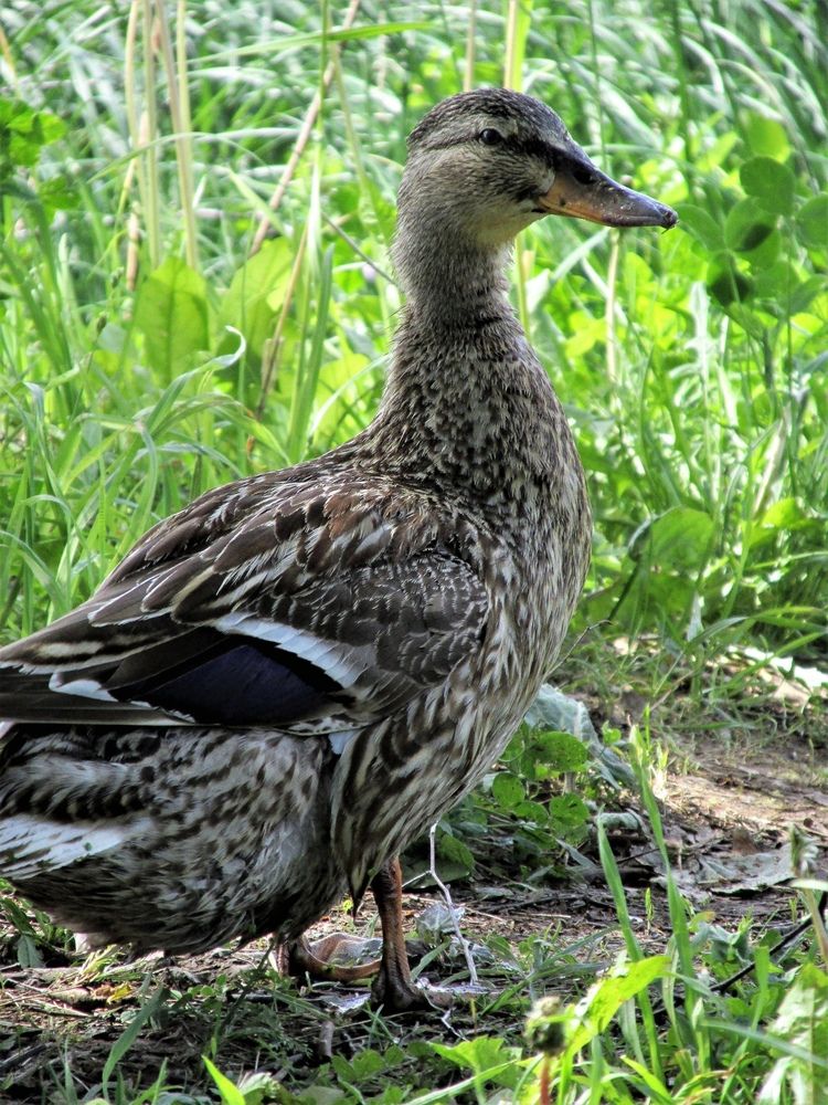 Photograph by Неля Кочурова