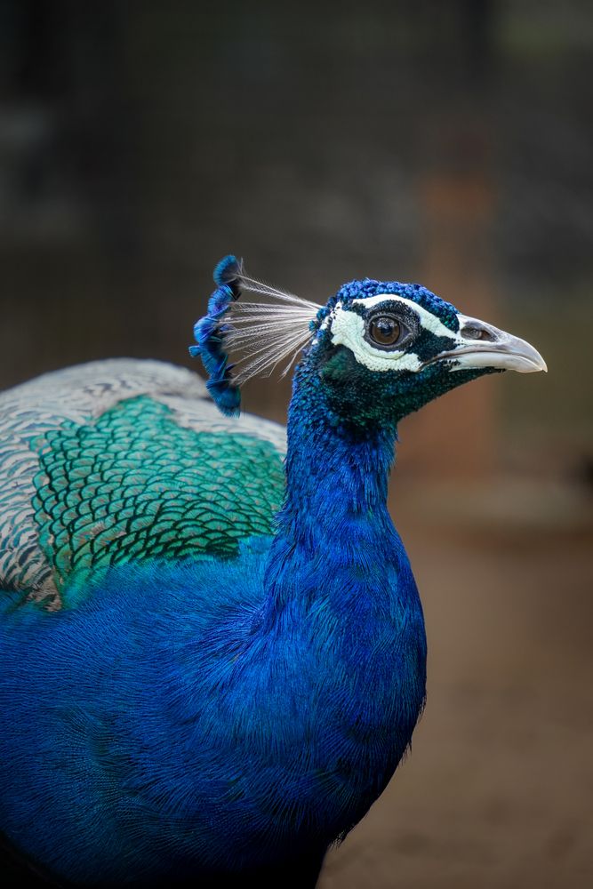 Crown of colours.