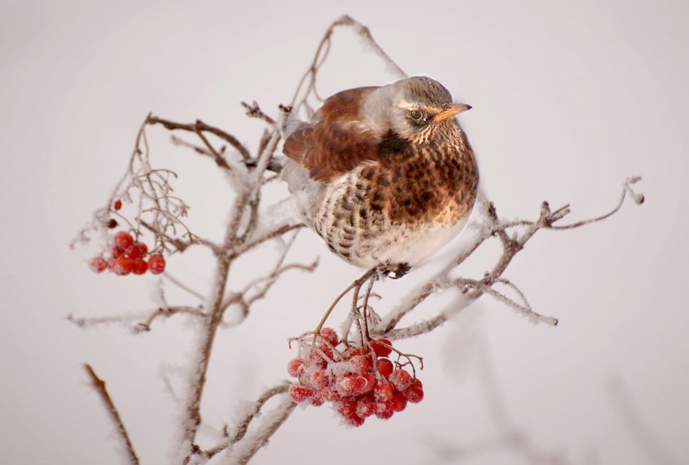 Photograph by Шруб (Беляева) Татьяна