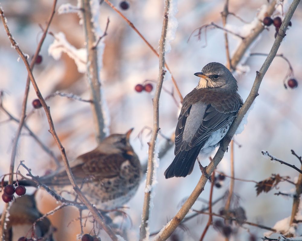 Photograph by Лилия Наконечная
