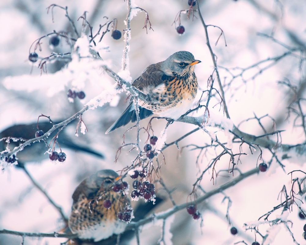 Photograph by Лилия Наконечная