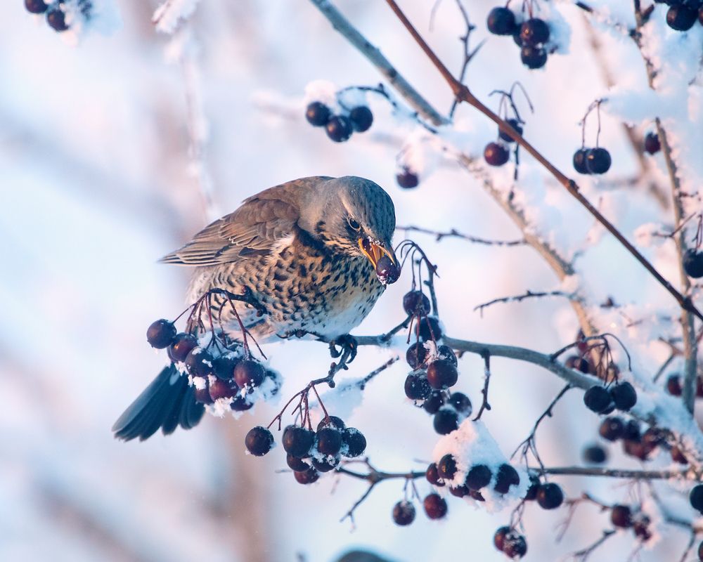 Photograph by Лилия Наконечная
