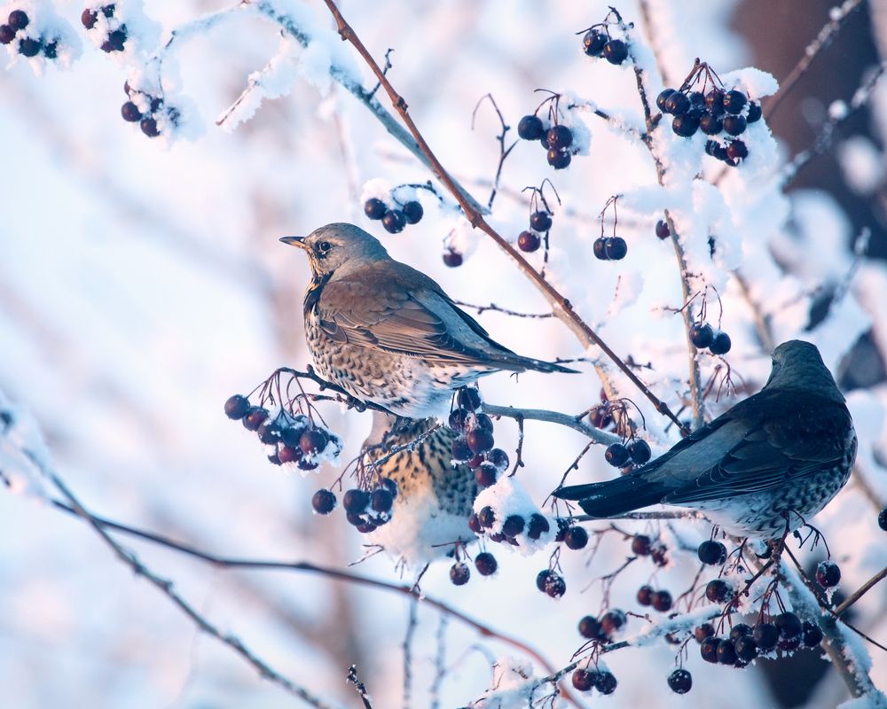 Photograph by Лилия Наконечная