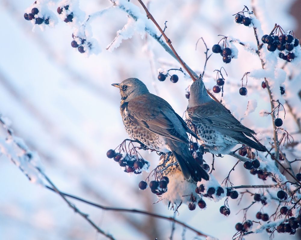 Photograph by Лилия Наконечная