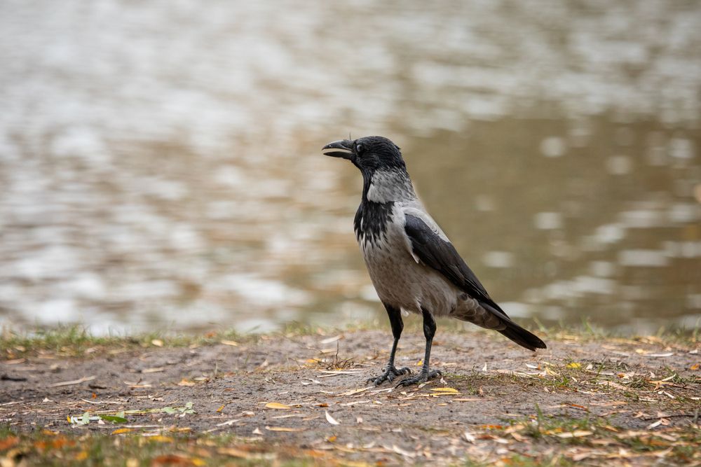 Photograph by Лилия Наконечная