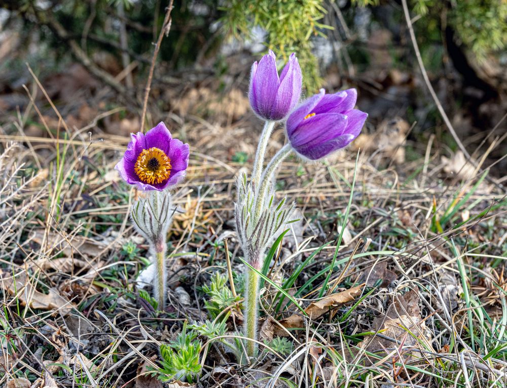 Photograph by Сергей Христинич