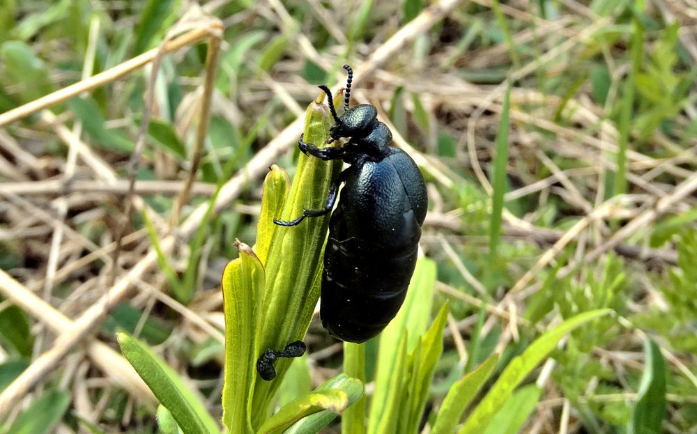Свежие ростки поесть надо