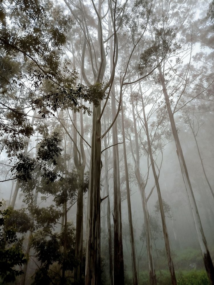 Photograph by Devmin Senevirathna