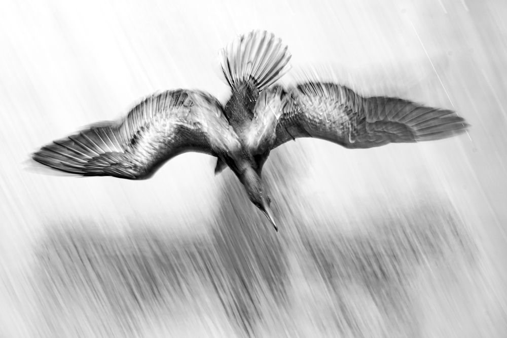 Little Cormorant