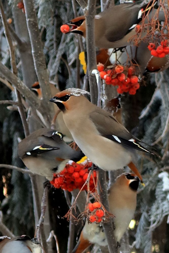 Свиристели налетели
