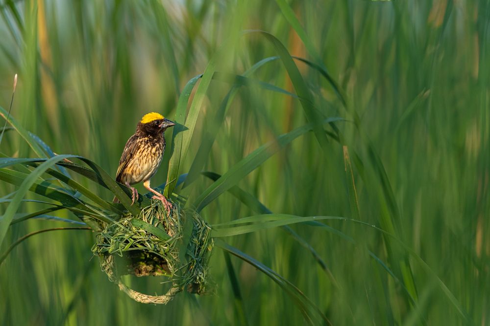 Photograph by Visveswar VK