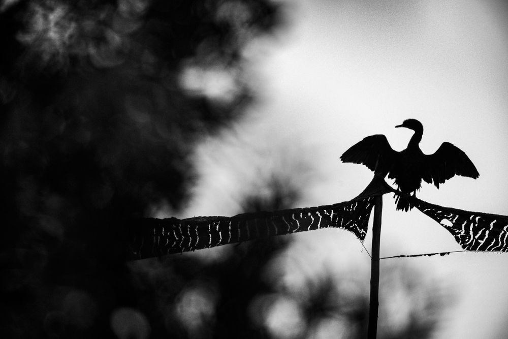 Photograph by Visveswar VK