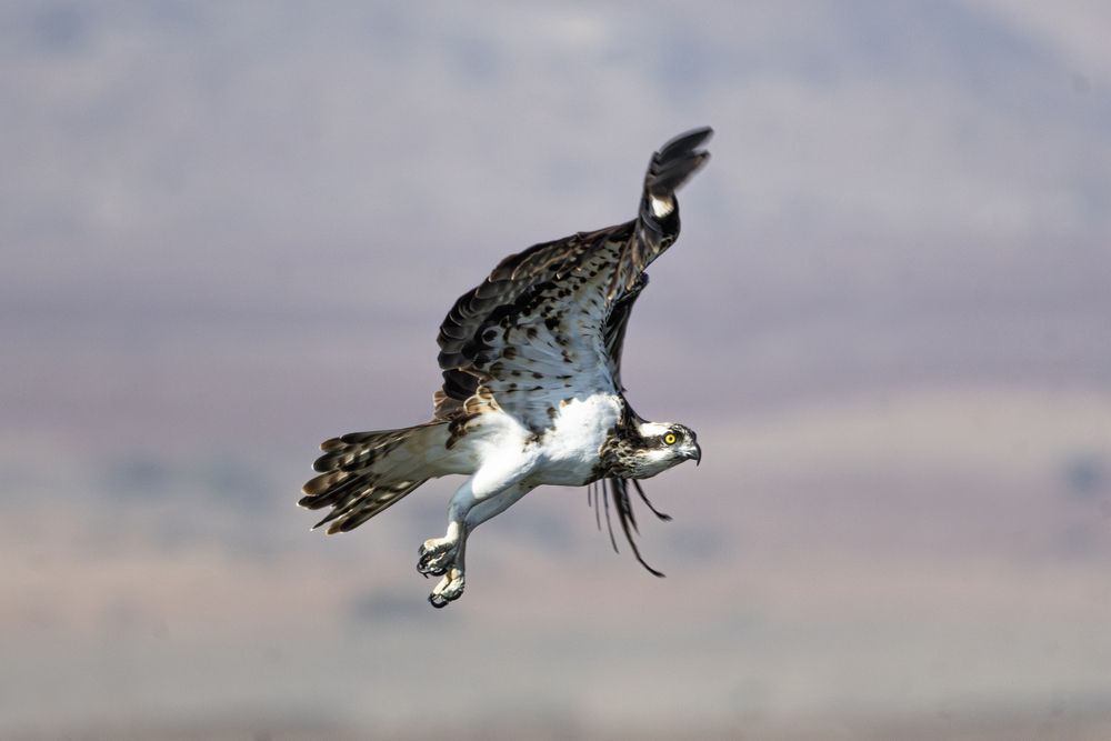 Фотография автора אילן מנשה