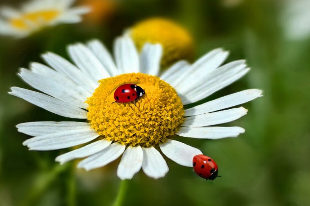 Photograph by Татьяна Бравая