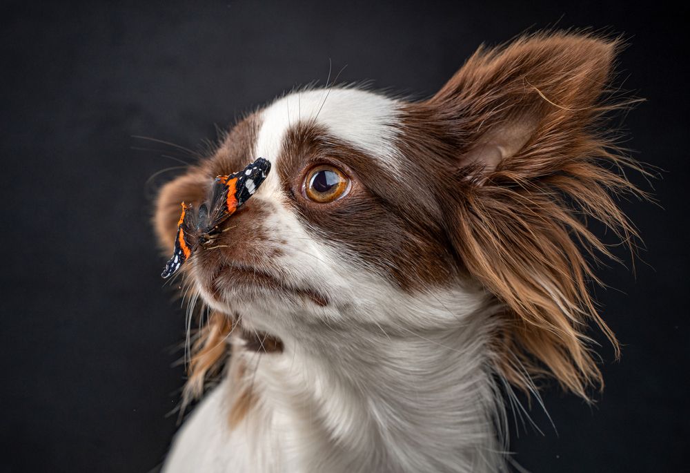 Фотография #13212007