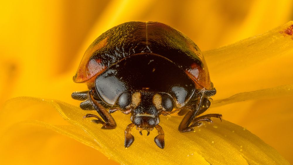 Фотография автора Андрей Кривов