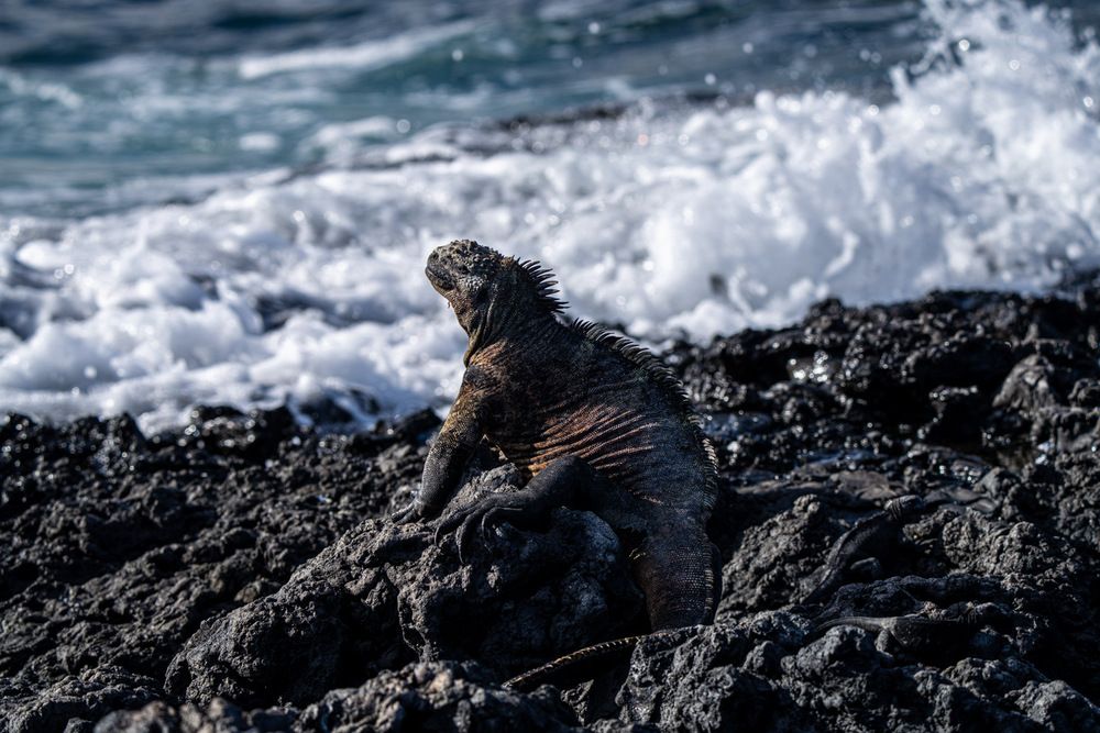Photograph by Julia A Caesar