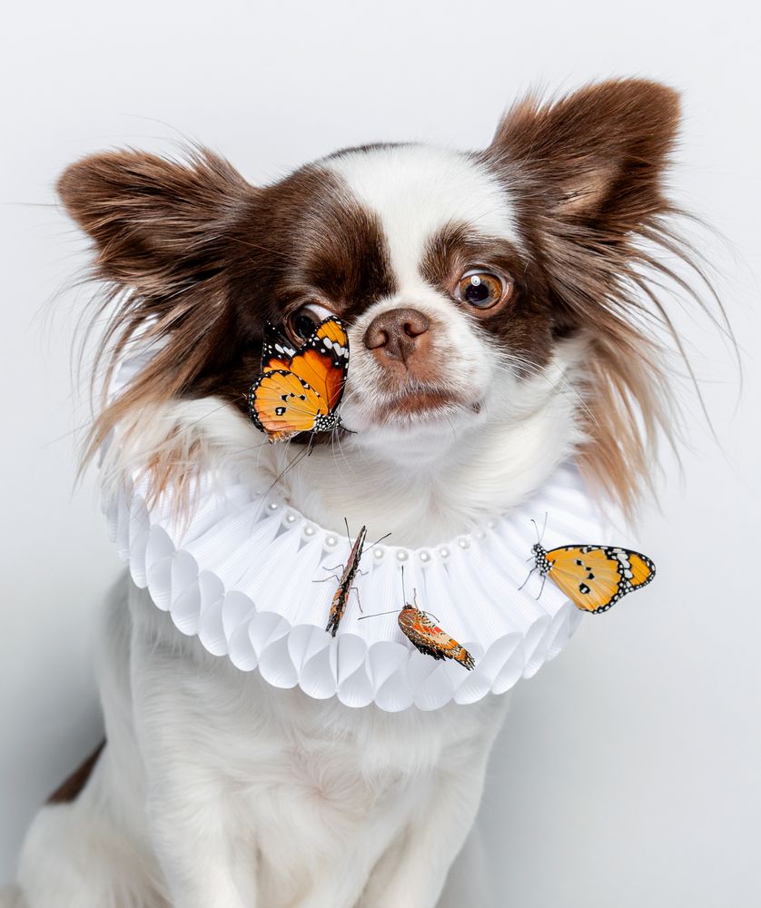 Лу Лу с живыми бабочками.