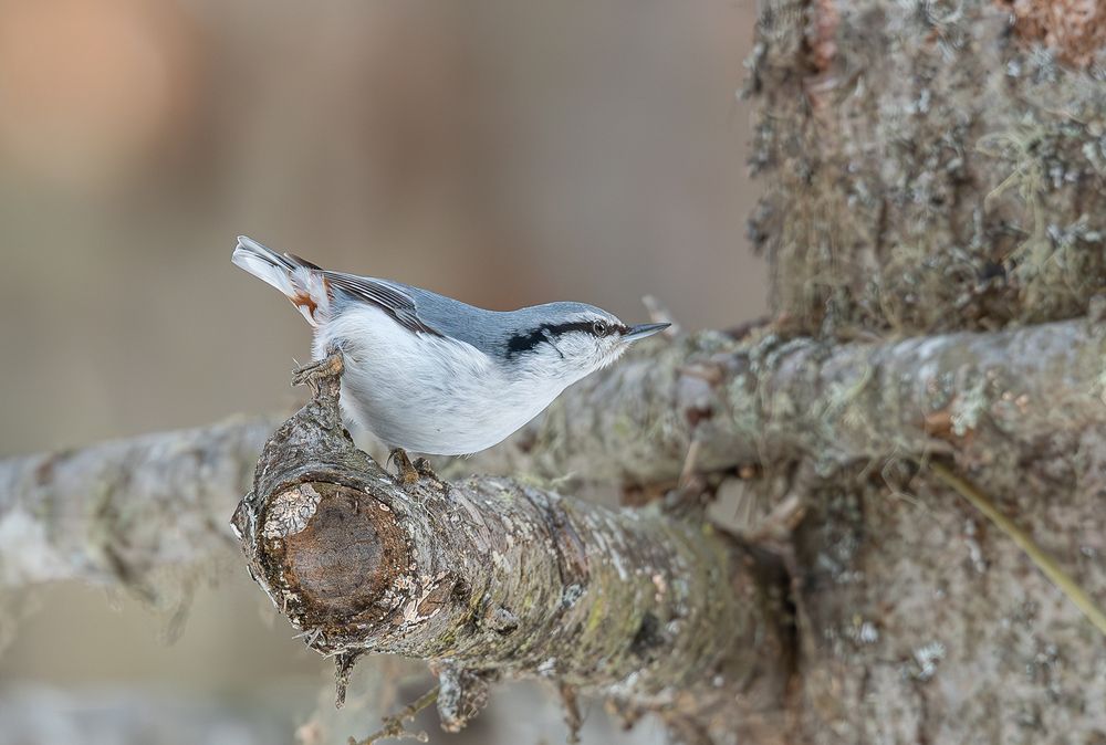 Photograph by Альварис Сукманюк