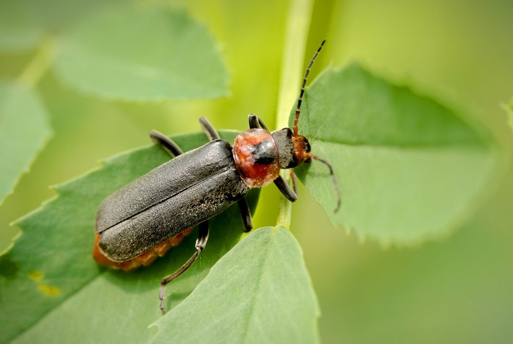 Photograph by Шруб (Беляева) Татьяна