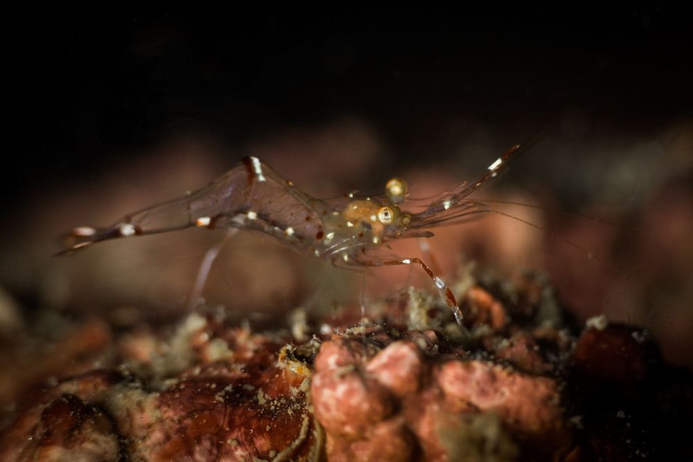 Photograph by Susanna Randazzo