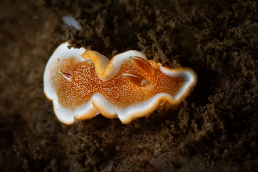 Photograph by Susanna Randazzo