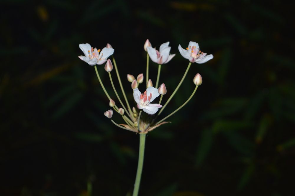 Photograph by Виталина Гаврильчик