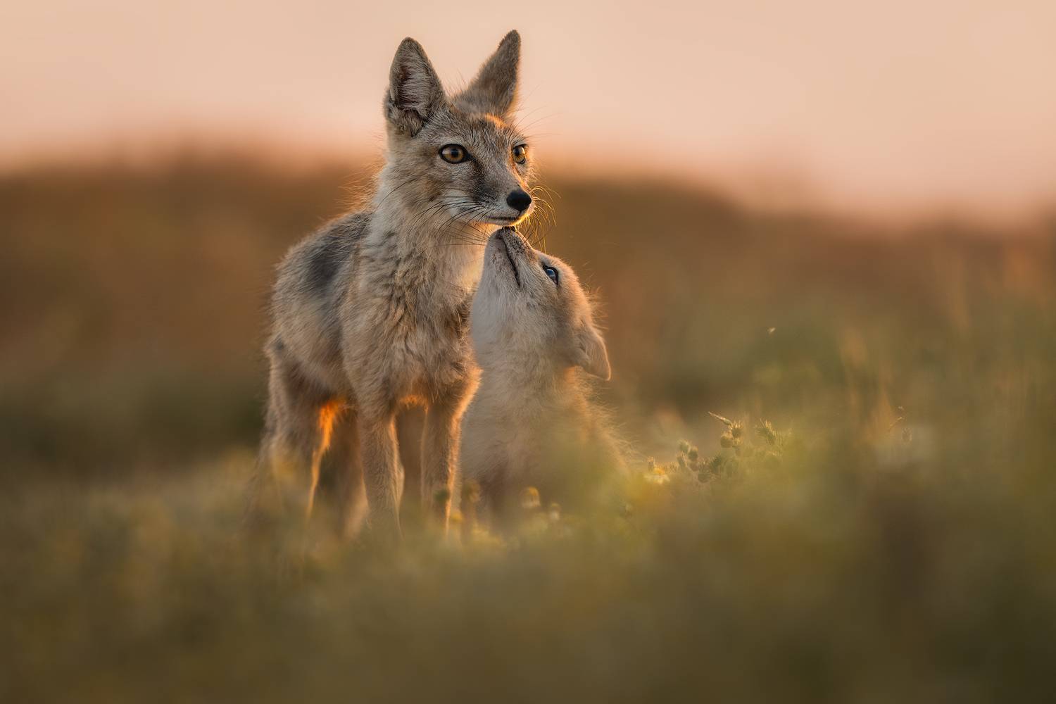 Из света и тишины.