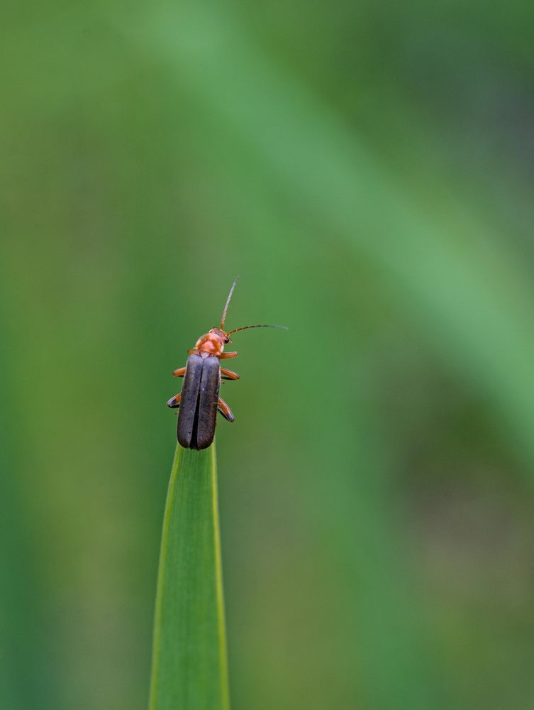 Photograph by Сергей Басов