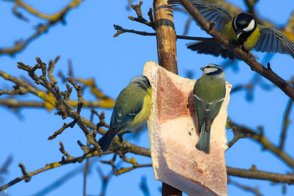 Фотография автора Роман Савин