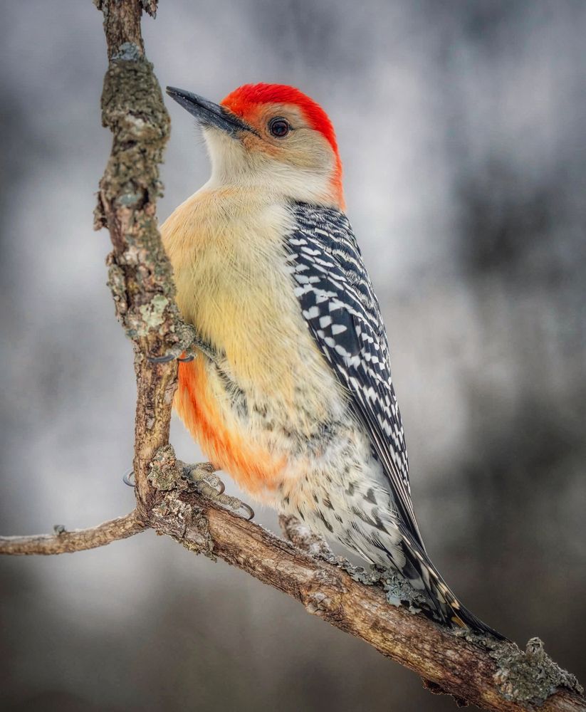 Фотография автора Александр Черепанов