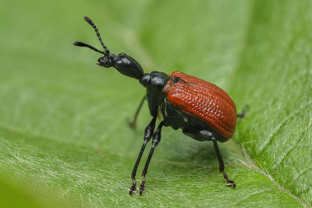 Photograph by Eimar Kull