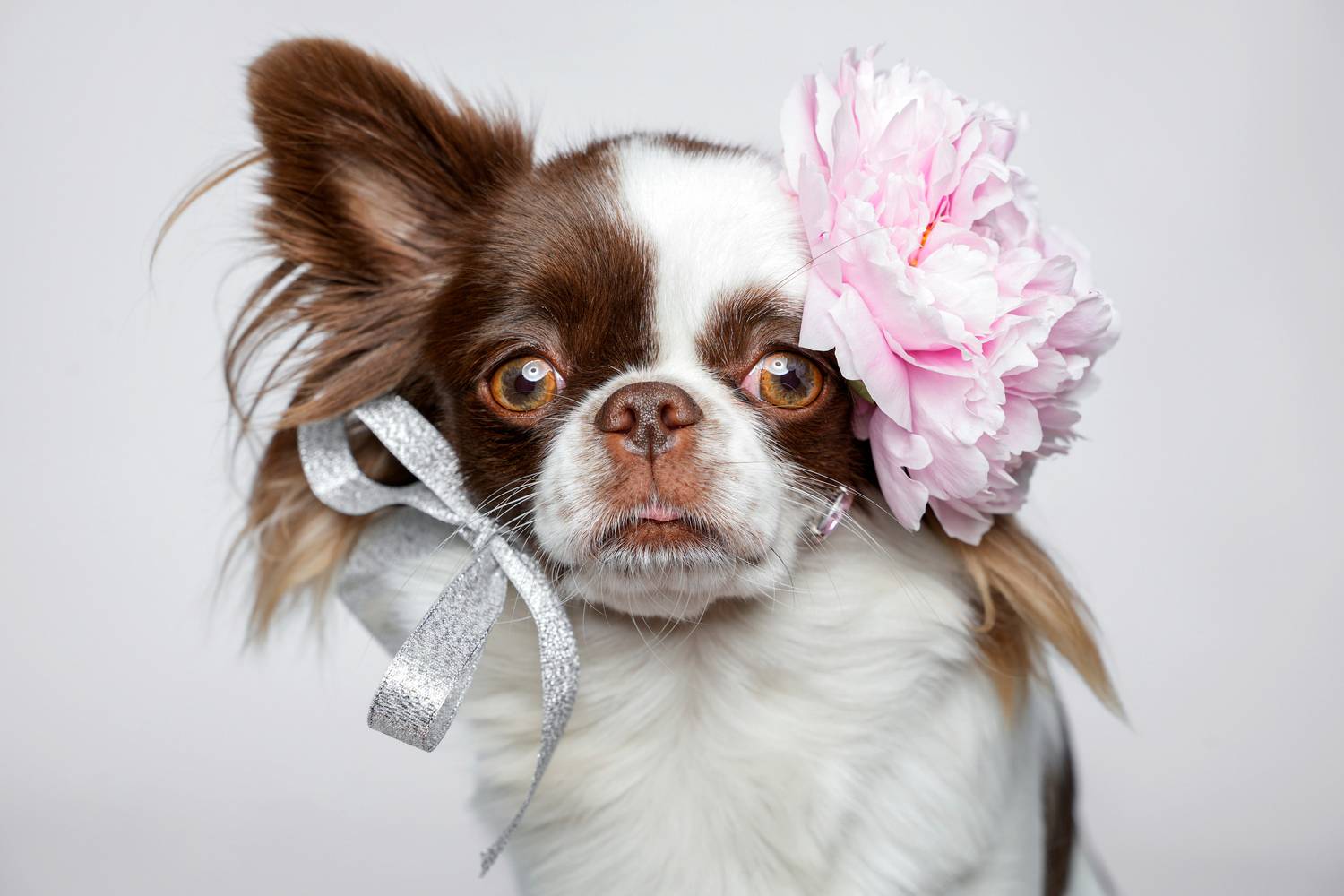 Photo #13212744