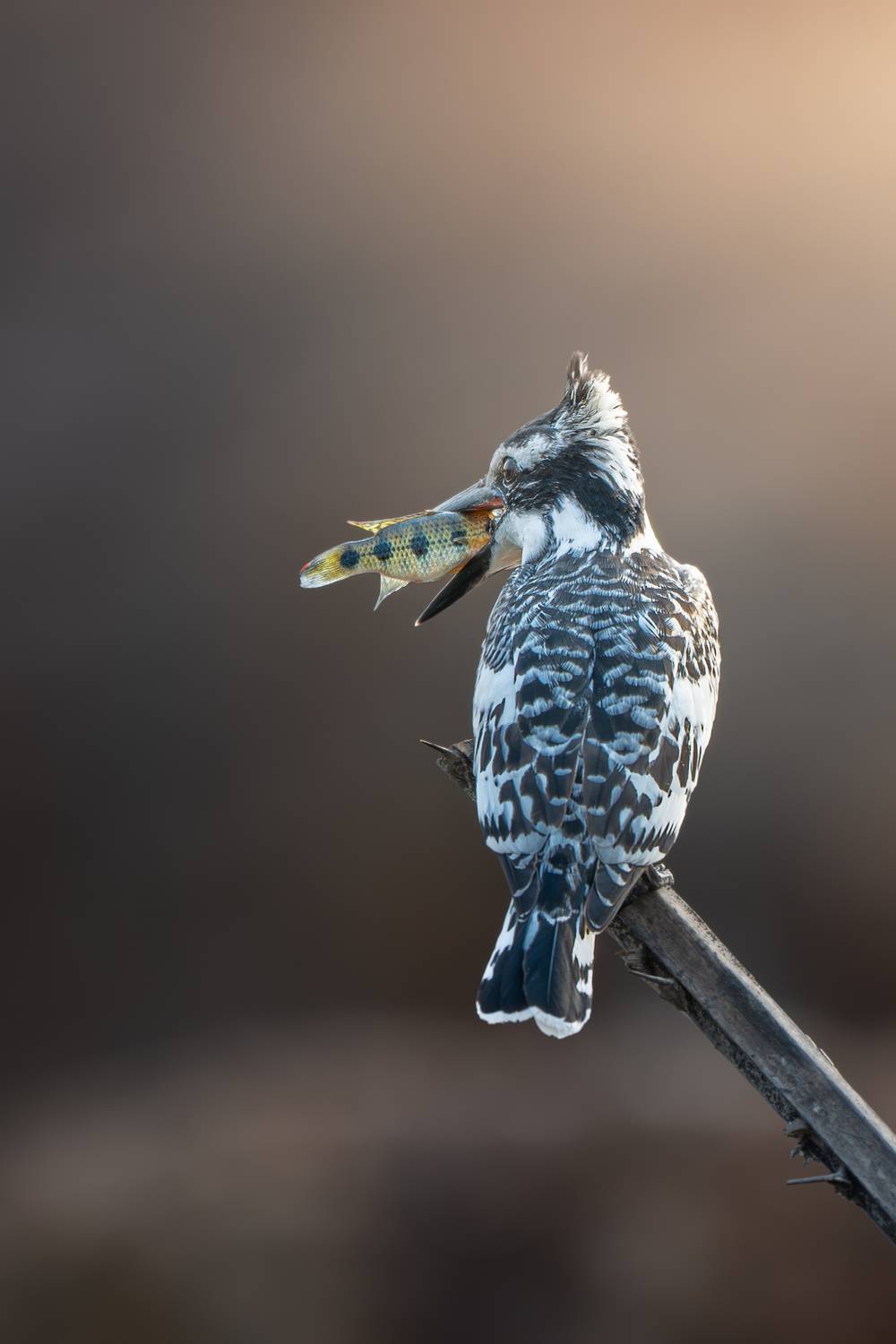 На ужин рыба.