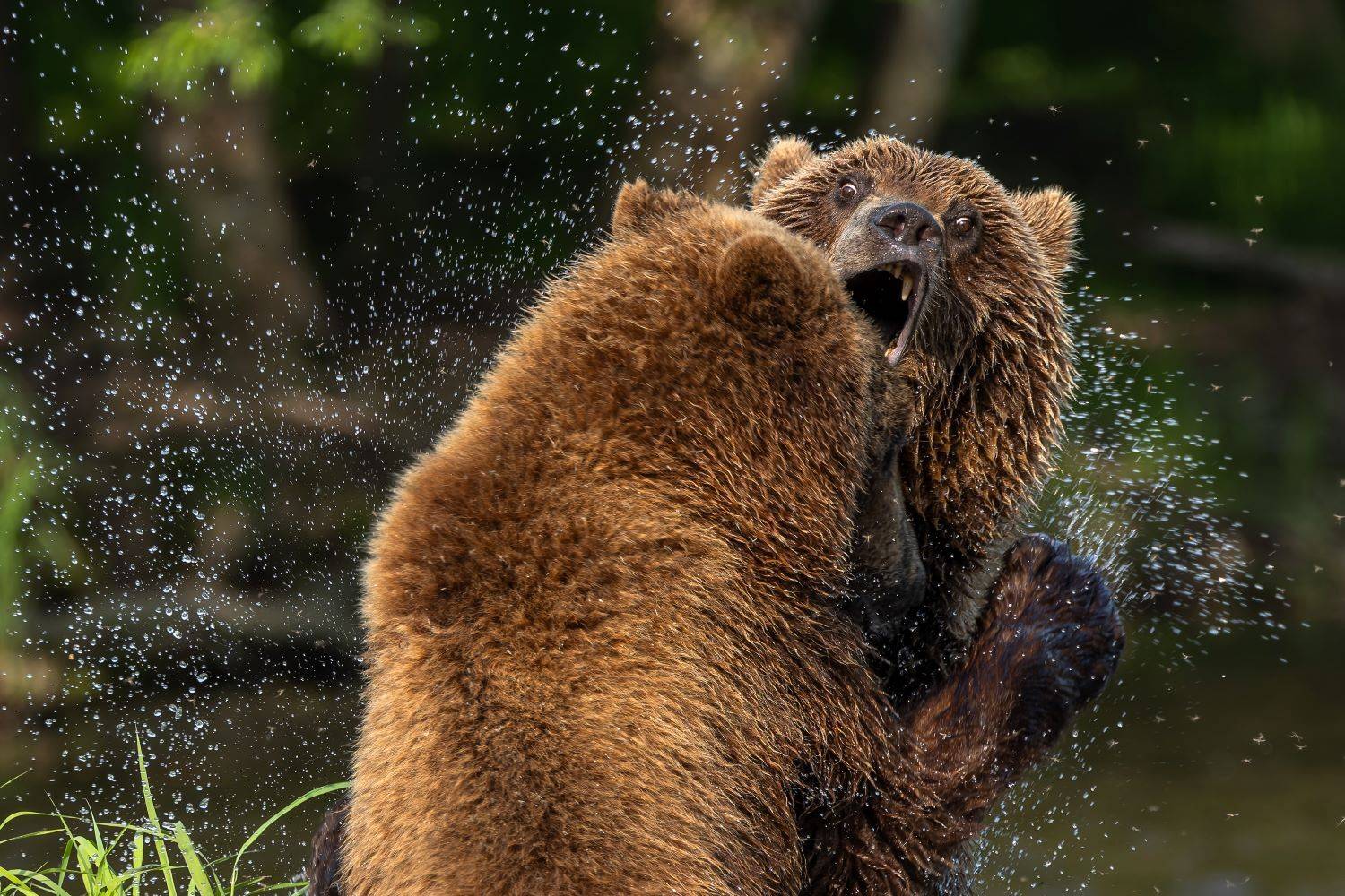 В пылу борьбы.