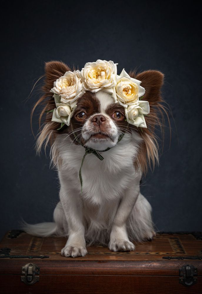 Лу Лу и венок живых роз.