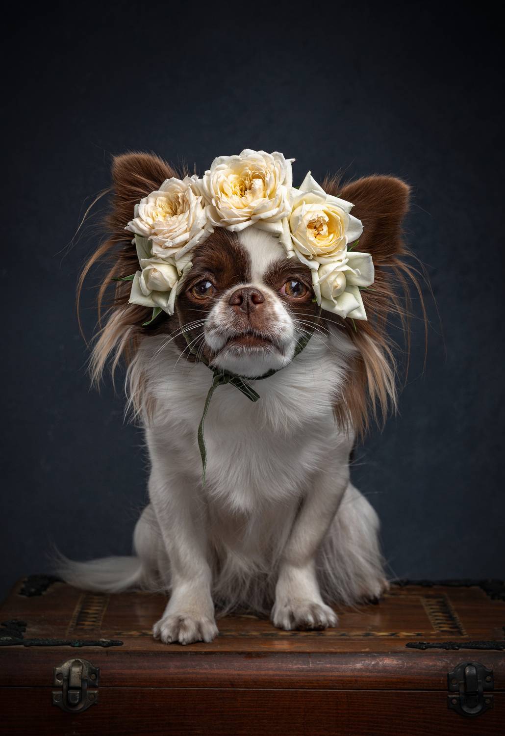 Лу Лу и венок живых роз. Лу Лу и венок живых роз.